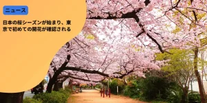 東京で初めての開花が確認される