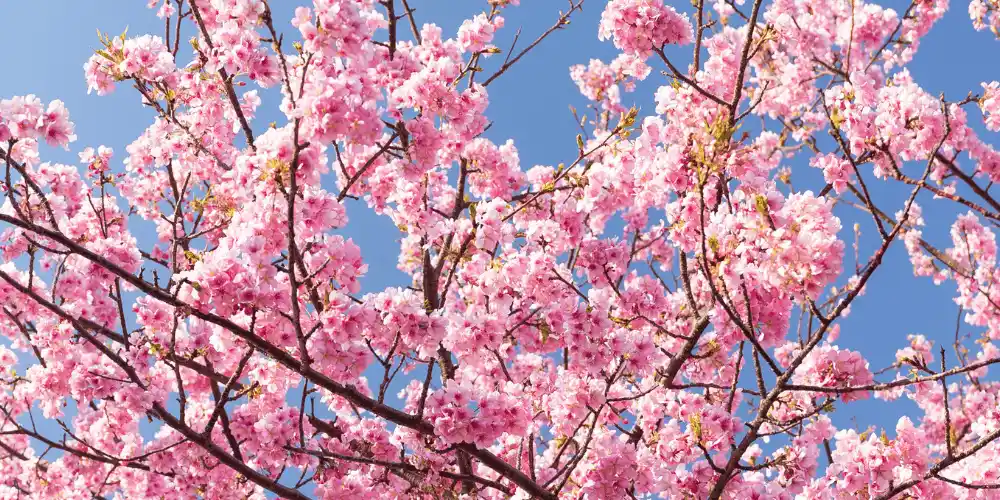 東京で初めての開花が確認される