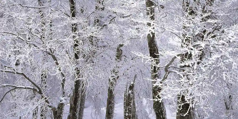 数年ぶりの最強寒波で広範囲にわたって雪に覆われる